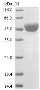 Recombinant Xanthomonas oryzae pv. oryzae Elongation factor Tu (tuf)