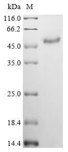 Recombinant Escherichia coli NAD-dependent dihydropyrimidine dehydrogenase subunit PreT (preT)