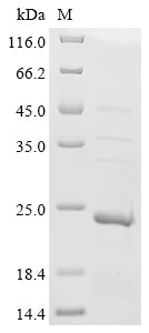 Recombinant Tobacco mosaic virus Capsid protein (CP)