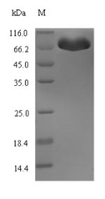 Recombinant Escherichia coli Bifunctional protein HldE (hldE)