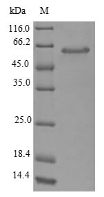 Recombinant Escherichia coli Glutaminase 1 (glsA1)