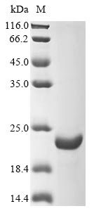 Recombinant Escherichia coli Hemolysin E, chromosomal (hlyE), partial