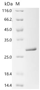 Recombinant Tobacco mosaic virus Capsid protein (CP)