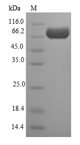 Recombinant Escherichia coli Periplasmic murein peptide-binding protein (mppA)
