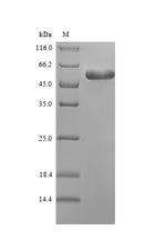 Recombinant Mycoplasma pneumoniae Putative proline iminopeptidase (pip)