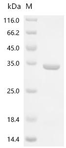 Recombinant Escherichia coli Esterase ybfF (ybfF)