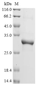 Recombinant Bothrops asper Snake venom metalloproteinase BaP1