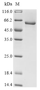 Recombinant Arabidopsis thaliana Multiple inositol polyphosphate phosphatase 1