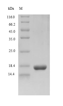 Recombinant Rhesus cytomegalovirus Envelope glycoprotein B (gB), partial