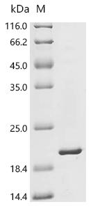 Recombinant Staphylococcus aureus Sortase A (srtA) (P94R,D160N,D165A,K190E,K196T), partial