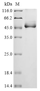 Recombinant Neosartorya fumigata Alkaline protease 2 (alp2)