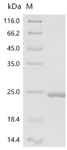 Recombinant Lambda-carrageenase (cglA), partial