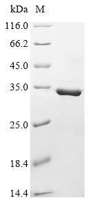Recombinant Abrus precatorius Abrin-d, partial
