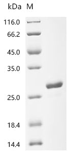 Recombinant Actinia equina Equinatoxin-3, partial