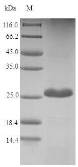 Recombinant Dendroaspis angusticeps Fasciculin-2 (Fas-2)