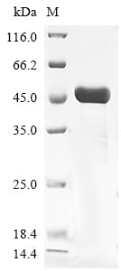 Recombinant Vesicular stomatitis Indiana virus Glycoprotein G (G), partial