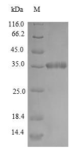 Recombinant Mycobacterium smegmatis DNA protection during starvation protein (dps)