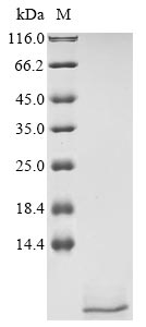 Recombinant Staphylococcus aureus Phenol-soluble modulin alpha 4 peptide (psmA4)