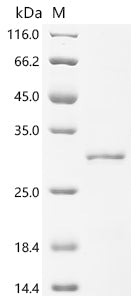 Recombinant Bunodosoma granuliferum Delta-actitoxin-Bgr2a