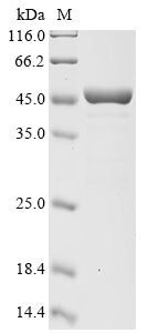 Recombinant Avian leukosis virus RSA Gag-Pro polyprotein (gag), partial