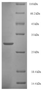 Recombinant Salmonella typhimurium Invasion protein iagB (iagB)