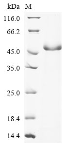 Recombinant Candida albicans Secreted aspartic protease 3 (SAP3)