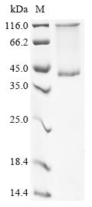 Recombinant Epstein-Barr virus Tegument protein BGLF2 (BGLF2)