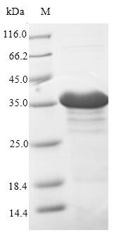 Recombinant Escherichia coli CFA/I fimbrial subunit B (cfaB)