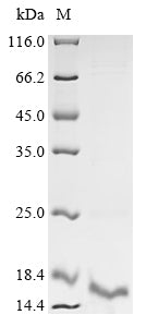Recombinant Dermatophagoides pteronyssinus Major mite allergen Der p 23