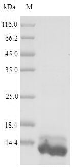 Recombinant Escherichia coli Transposase insE for insertion sequence IS3A (insE1)