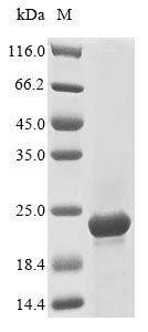 Recombinant Vaccinia virus Protein A27 (VACWR150)