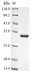 Recombinant Human adenovirus F serotype 40 Hexon protein (L3), partial