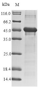 Recombinant Human adenovirus F serotype 40 Hexon protein (L3), partial