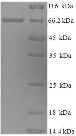 Recombinant Canine distemper virus Fusion glycoprotein F0 (F), partial