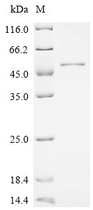 Recombinant Pseudomonas aeruginosa Outer membrane porin F (oprF)