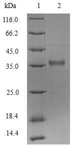 Recombinant Pseudomonas aeruginosa Protease lasA (lasA)