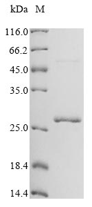 Recombinant Reovirus type 3 Outer capsid protein lambda-2 (L2), partial