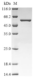 Recombinant Mouse LINE-1 retrotransposable element ORF1 protein (Lire1)