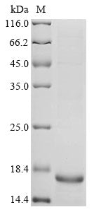 Recombinant Feline coronavirus Spike glycoprotein (S), Partial