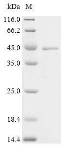 Recombinant Feline coronavirus Spike glycoprotein (S), Partial