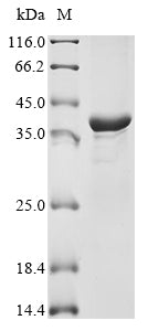 Recombinant Colletotrichum capsici Cutinase (CUTA)