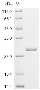 Recombinant Abrus precatorius Abrin-a, partial