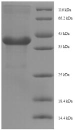 Recombinant Nicotiana tabacum Osmotin (AP24)