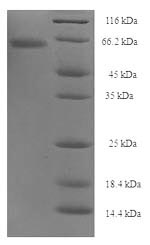Recombinant Clostridium botulinum Botulinum neurotoxin type A (botA), partial