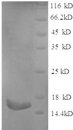 Recombinant Rat Phospholipase A2, membrane associated (Pla2g2a)