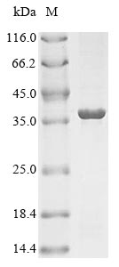 Recombinant Rhizobium leguminosarum Nitrogenase iron protein (nifH), partial