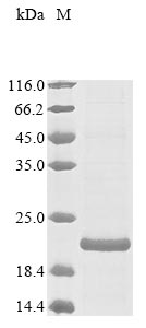 Recombinant Rickettsia rickettsii Protein p34 (p34), partial