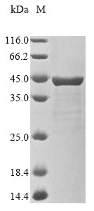 Recombinant Shigella flexneri Invasin ipaB (ipaB), partial