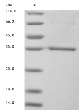 Recombinant Moraxella bovis Fimbrial protein 1