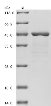 Recombinant Autographa californica nuclear polyhedrosis virus Major capsid protein (P39)